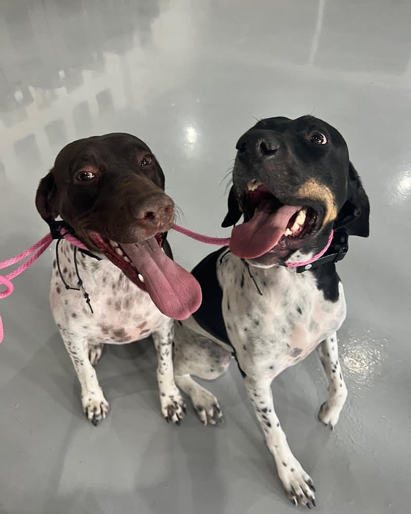 Art of the Dog Canine Academy photo 3