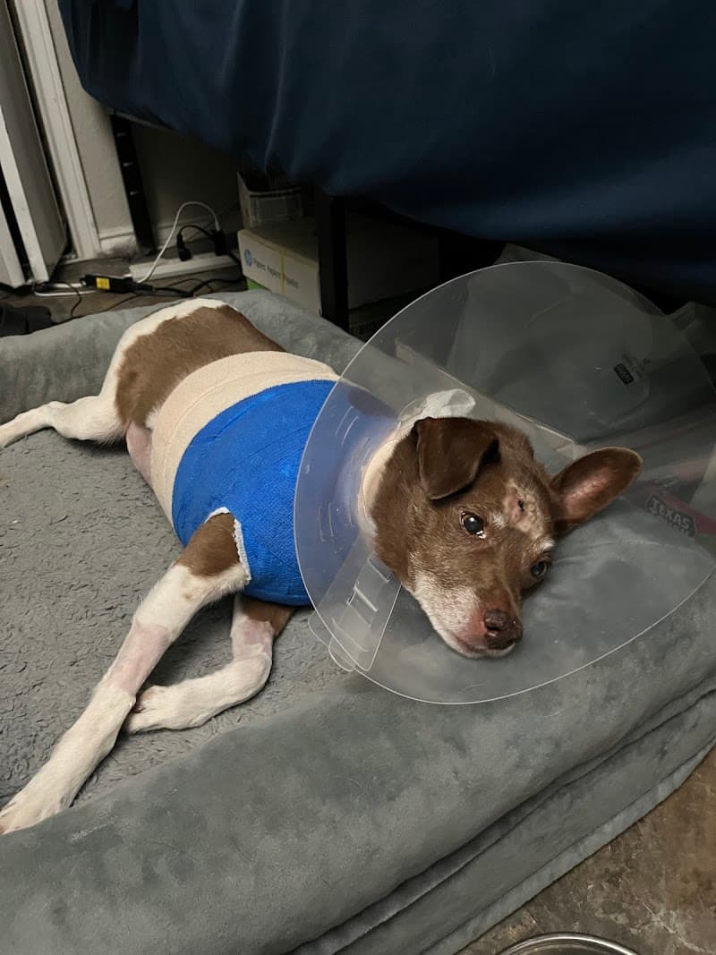 ASAP Vet: Veterinary Urgent Care