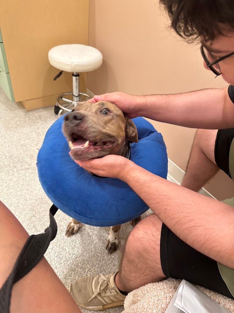 ASAP Vet: Veterinary Urgent Care photo 2