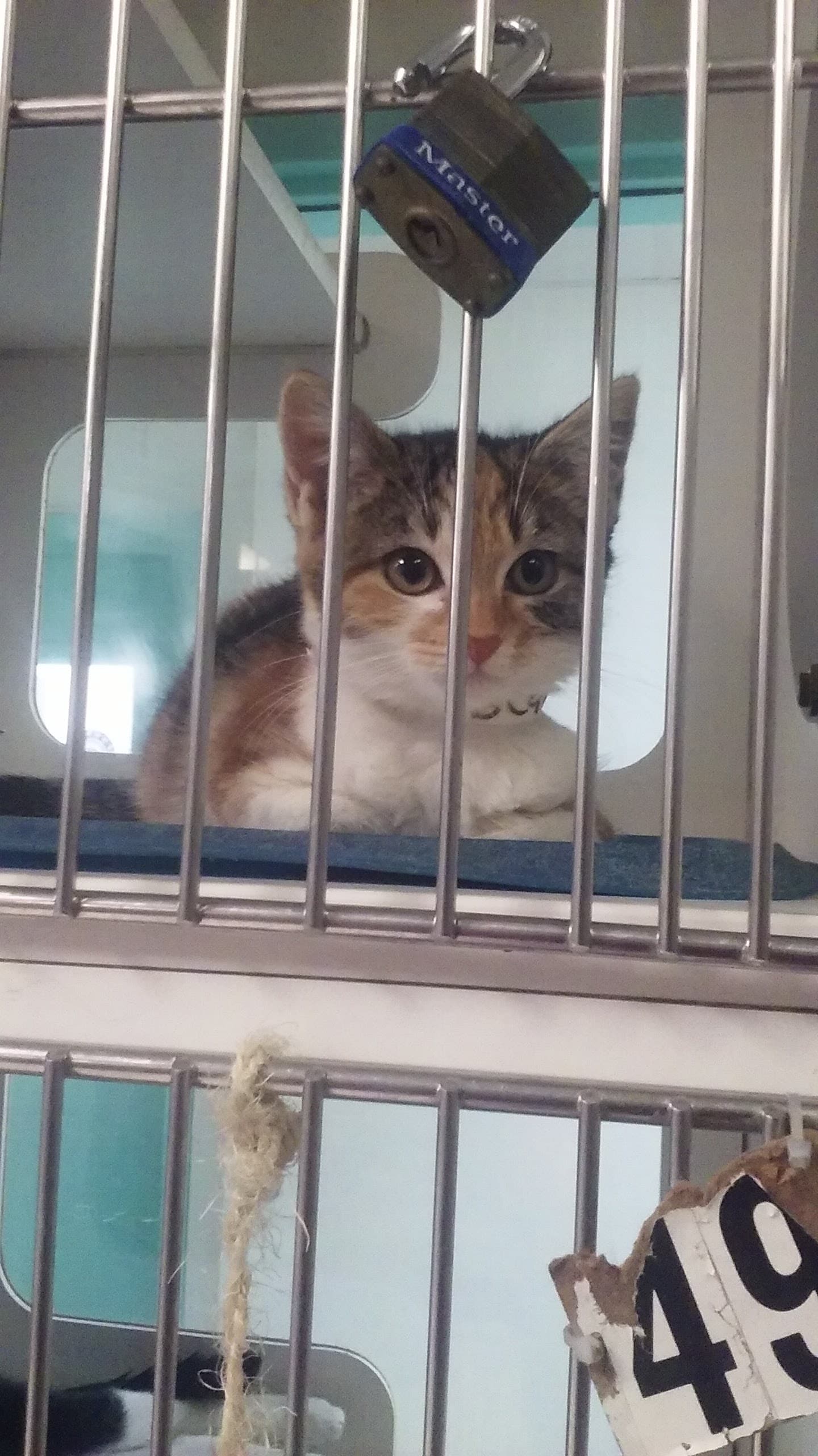Associated Humane Societies