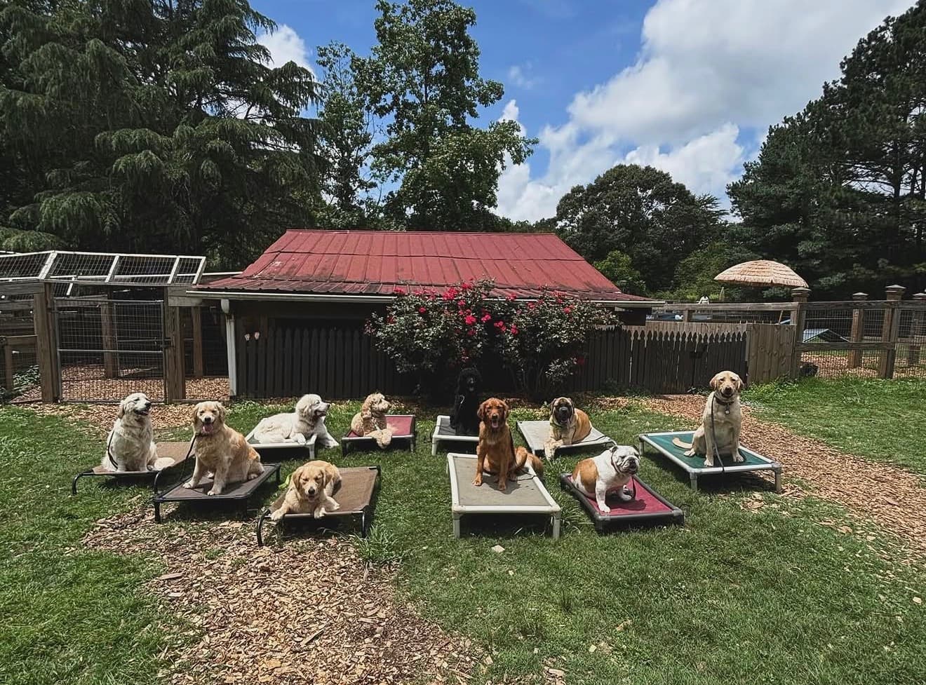 Atlanta Dog Trainer