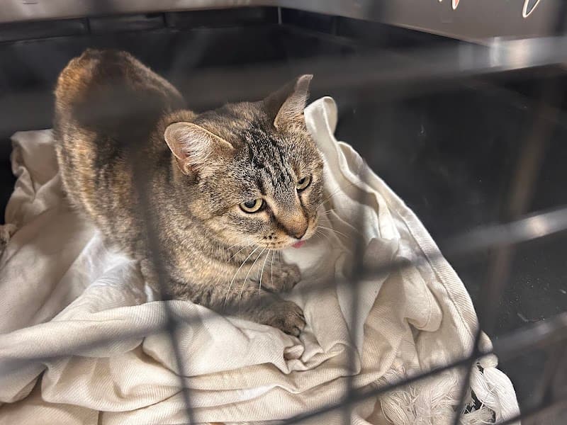 Aurora Animal Shelter photo 3