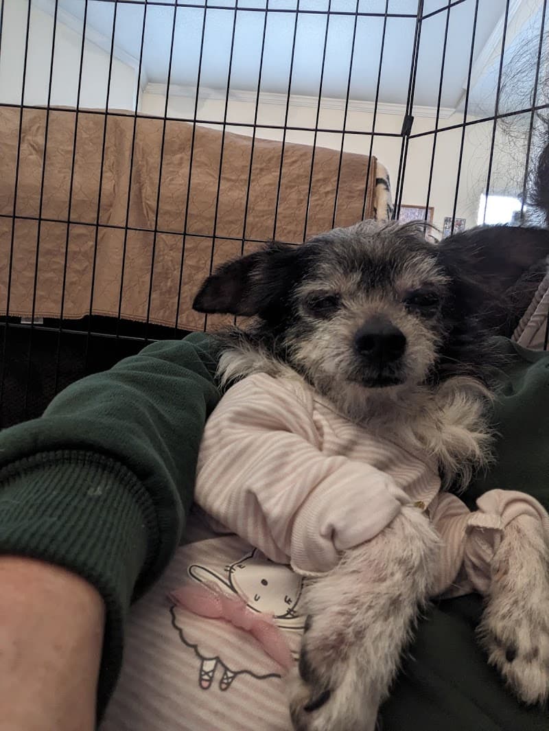 Aurora Animal Shelter photo 5
