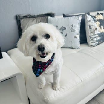 Aurora Pet Grooming photo 4