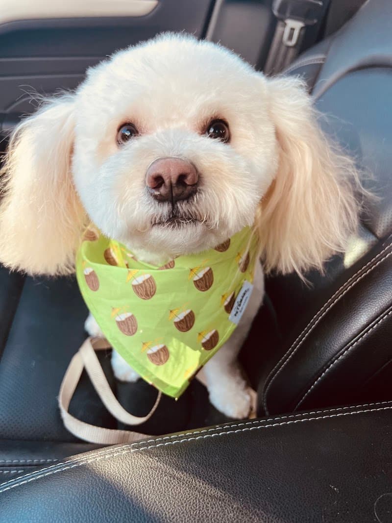 Aurora Pet Grooming photo 5