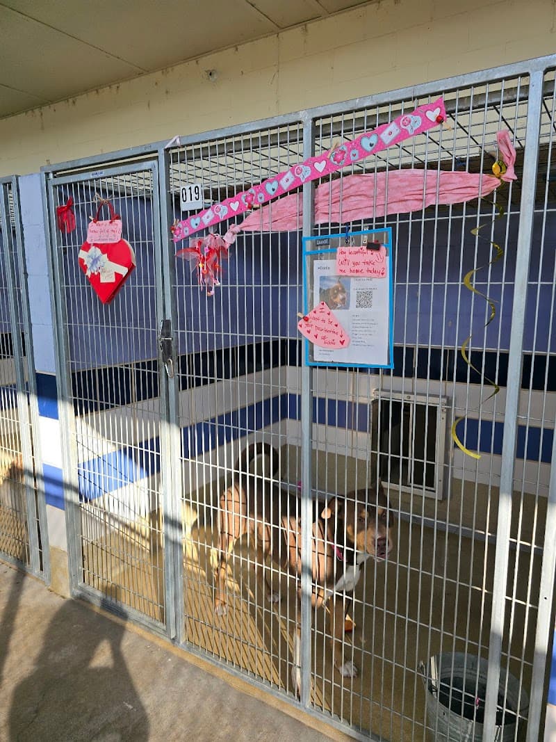 Austin Animal Services photo 2