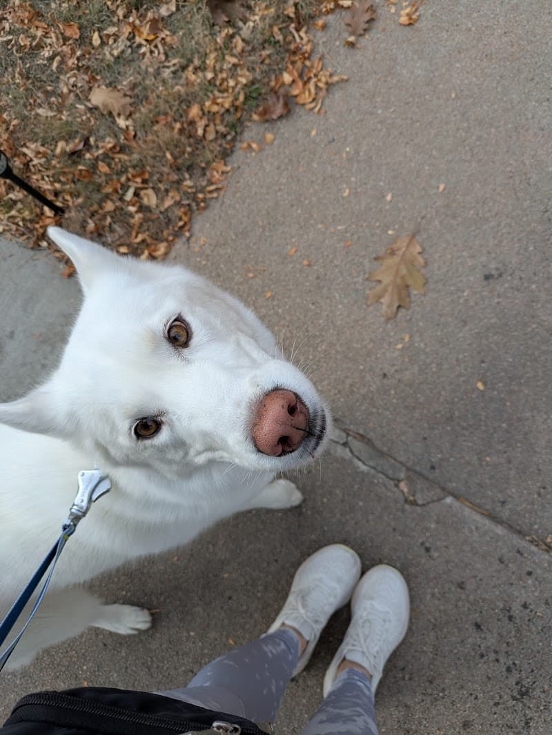 Austin Dog Walking photo 3
