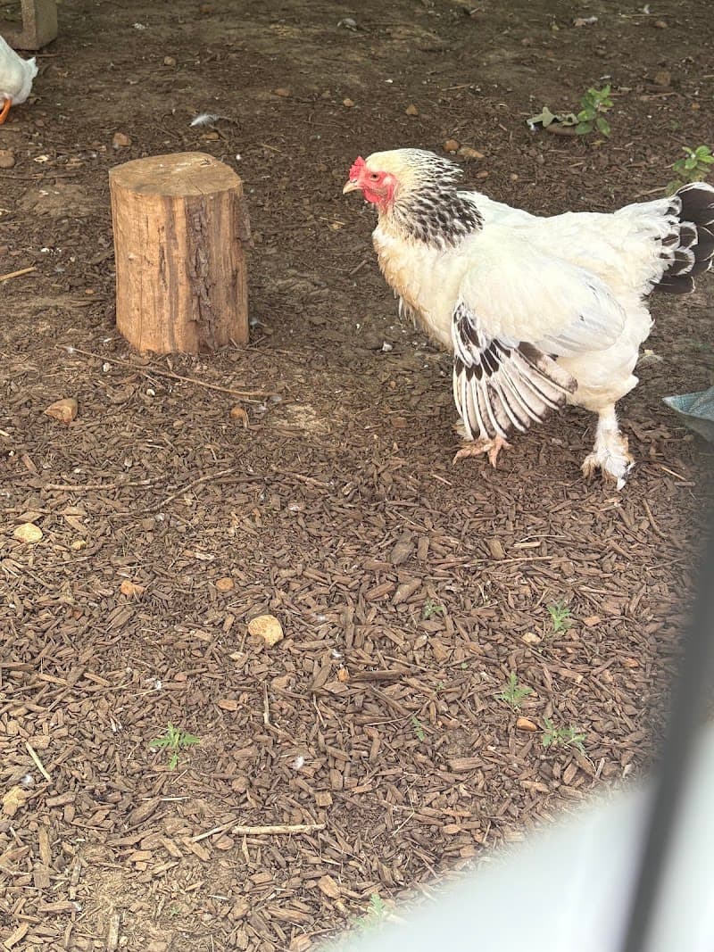 Austin Farm Sanctuary photo 3