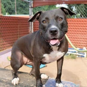 Austin Pets Alive!