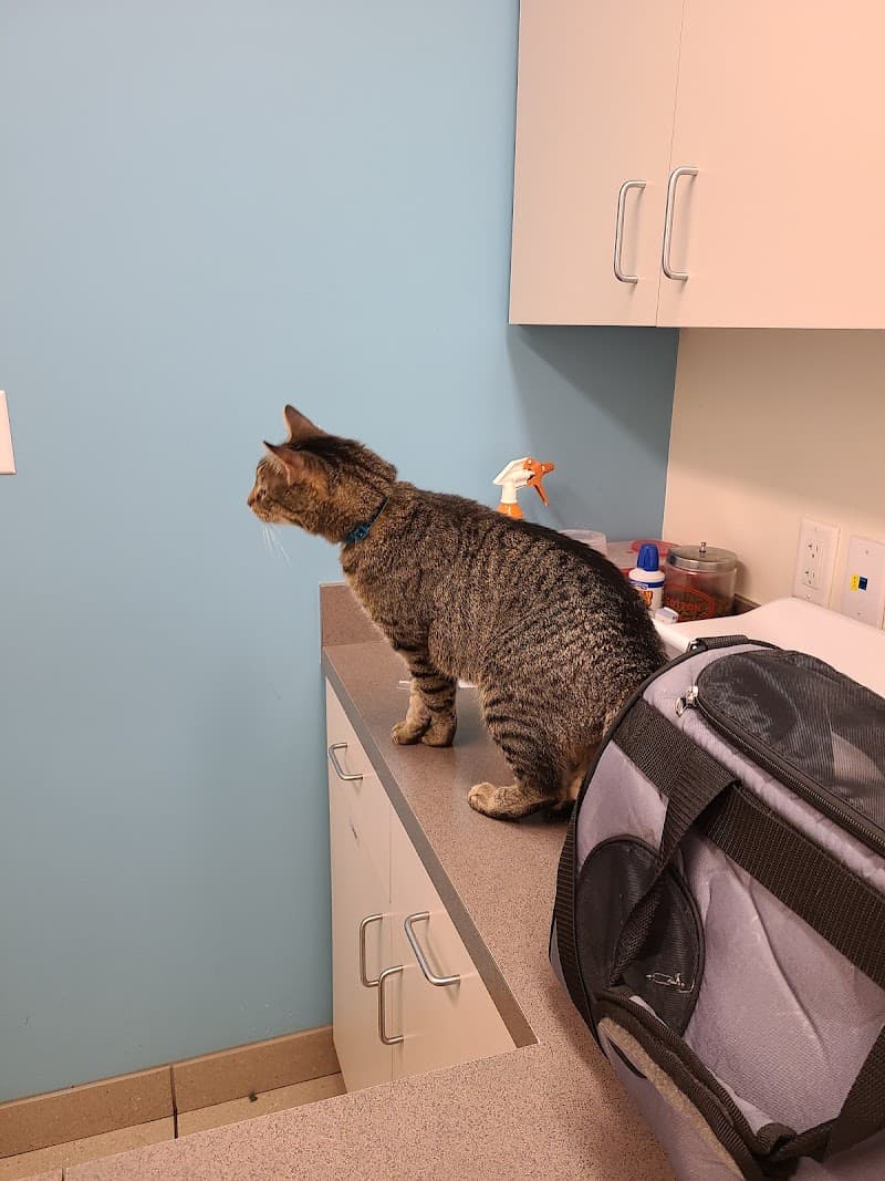 Austin Vet Hospital