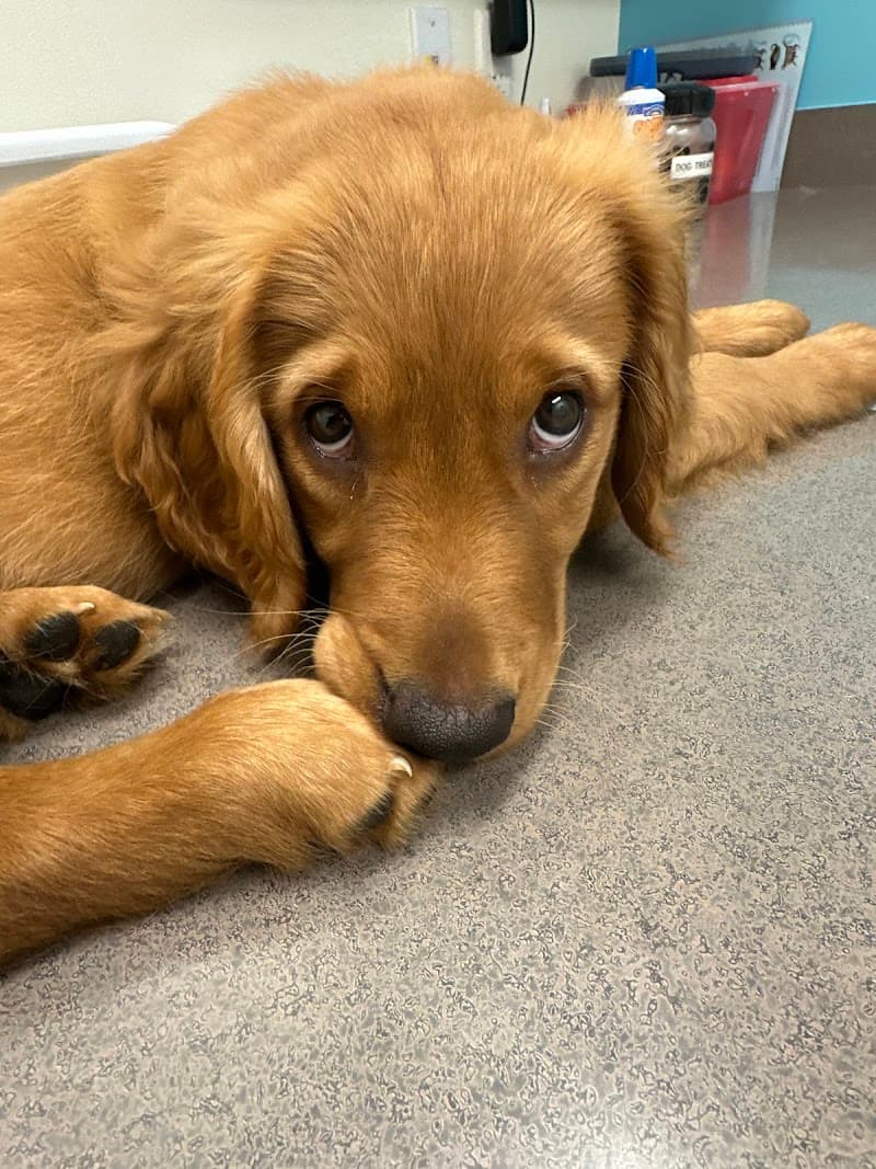 Austin Vet Hospital photo 2