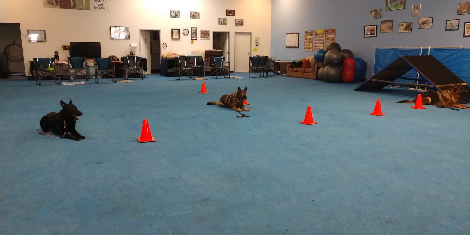 AZ Dog Sports