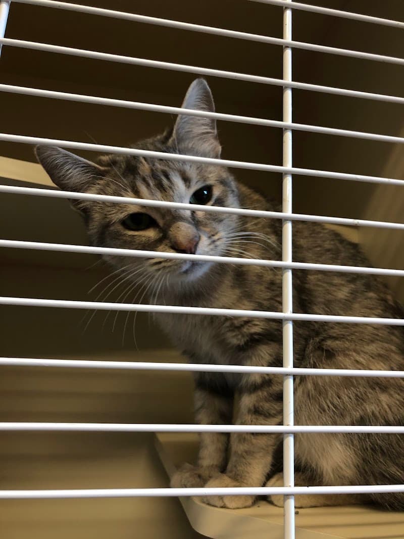 Hinsdale Humane Society photo 2