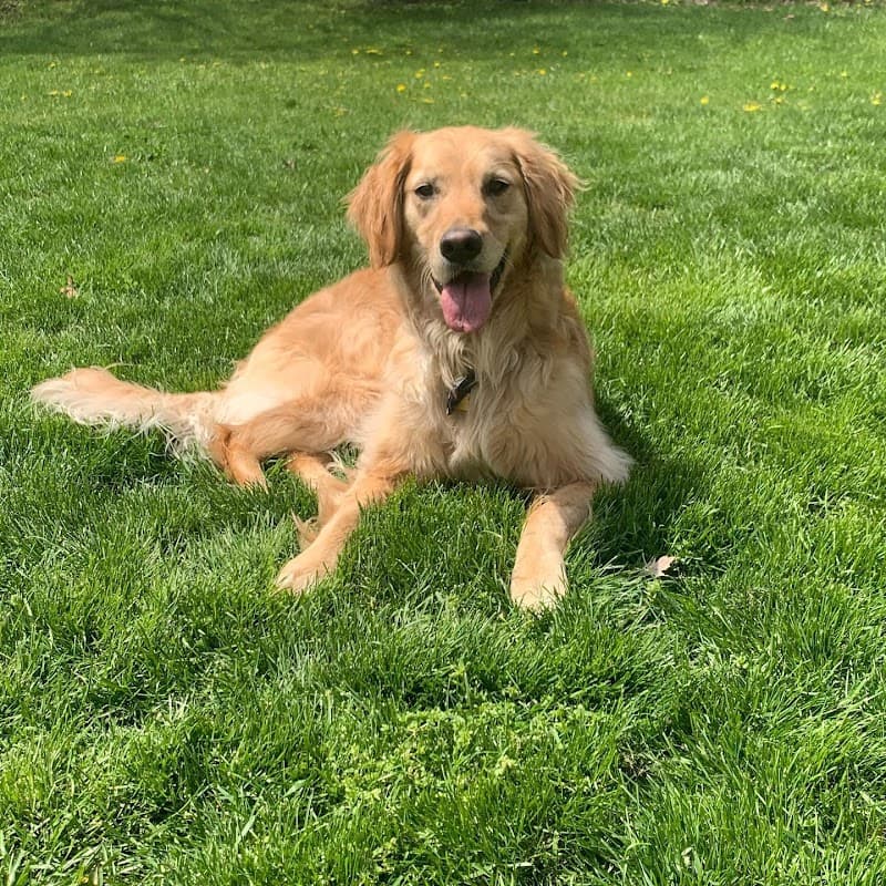 Pet Concierge Indy