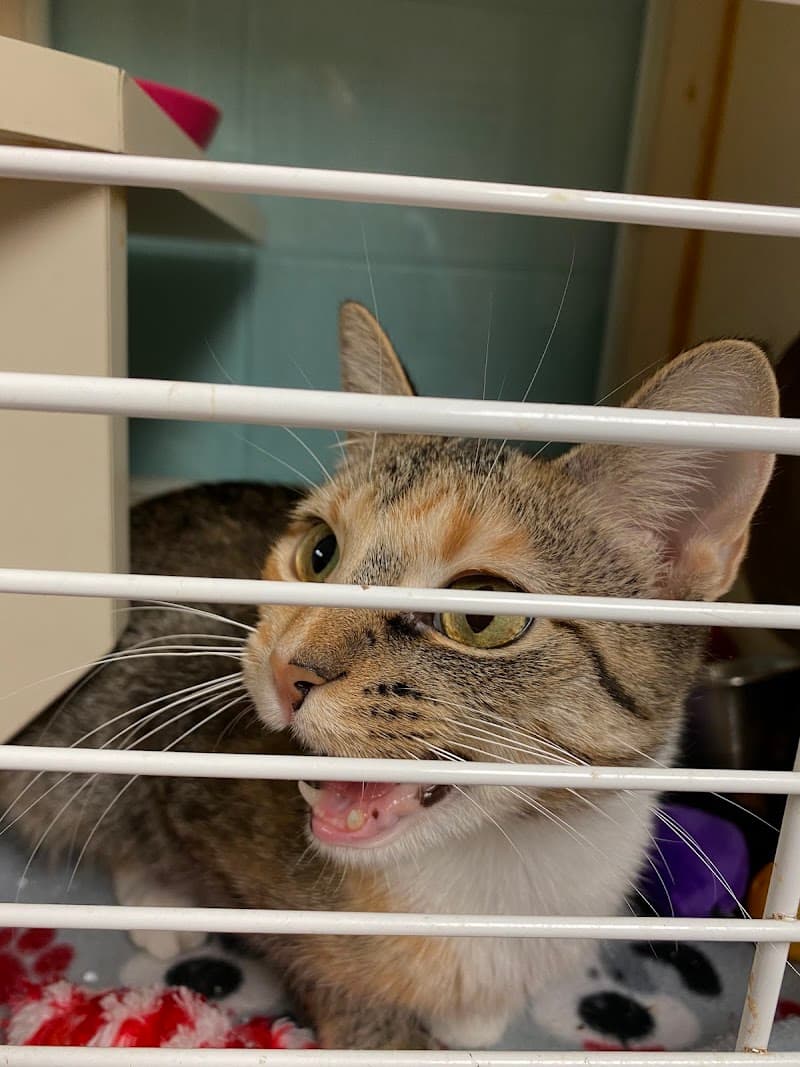 HART ( homeless animal rescue team)
