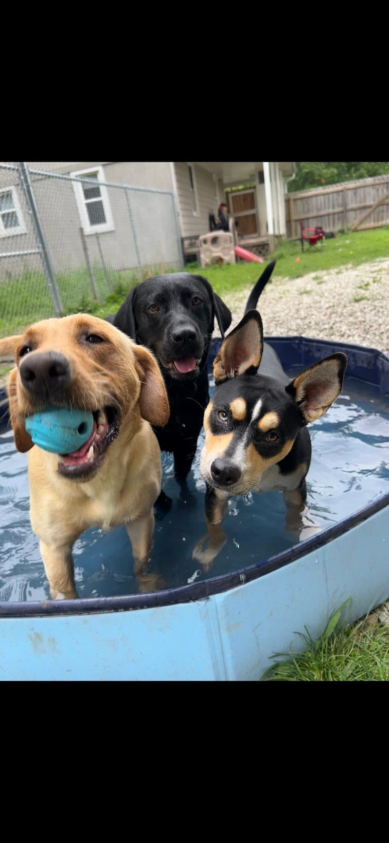 Happy Hounds