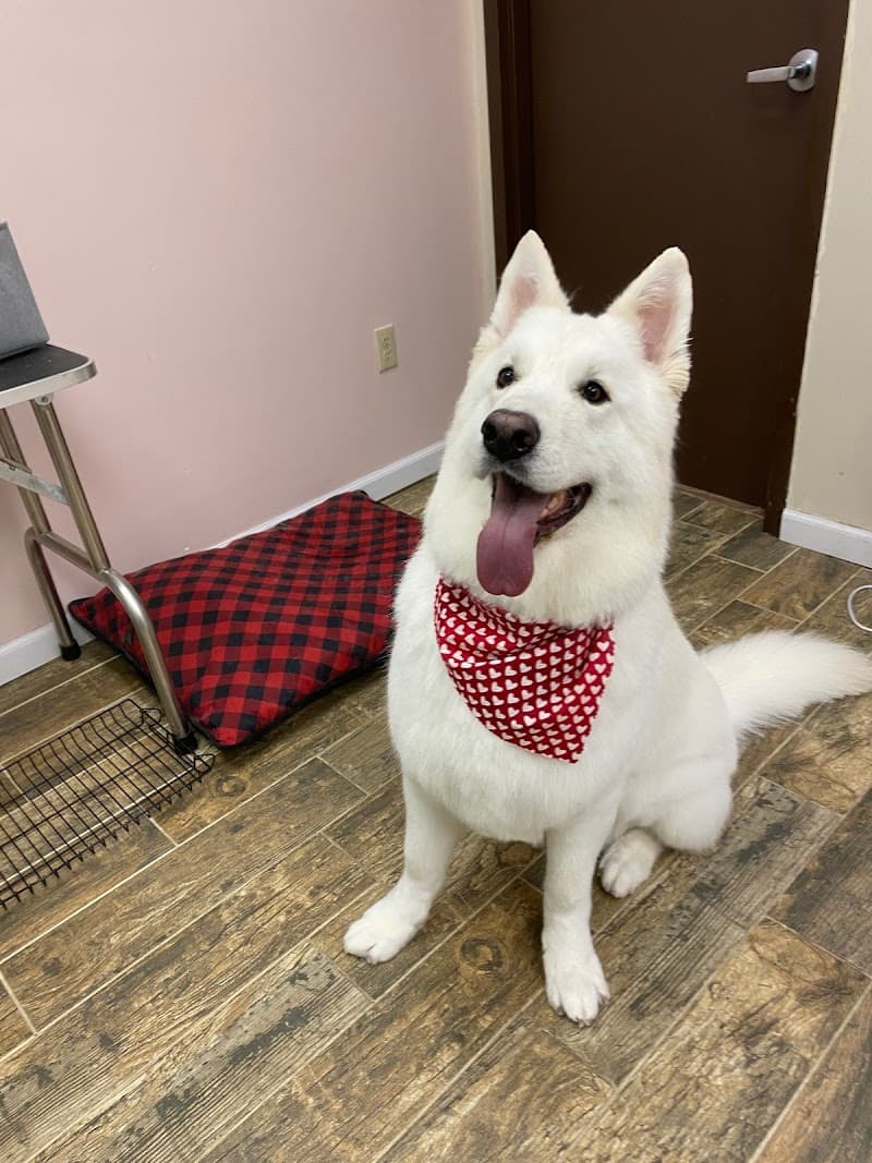 CLEdogs Spa & Social