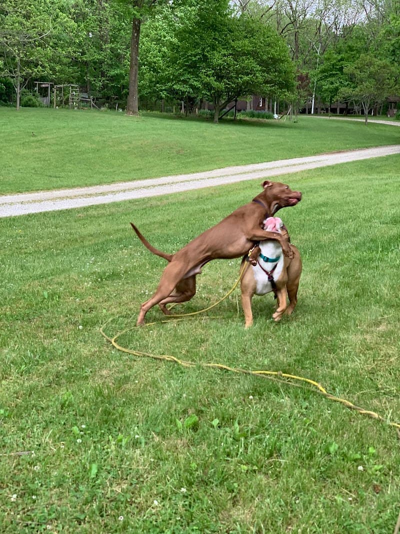 Ruff Lyfe Dog Training photo 2