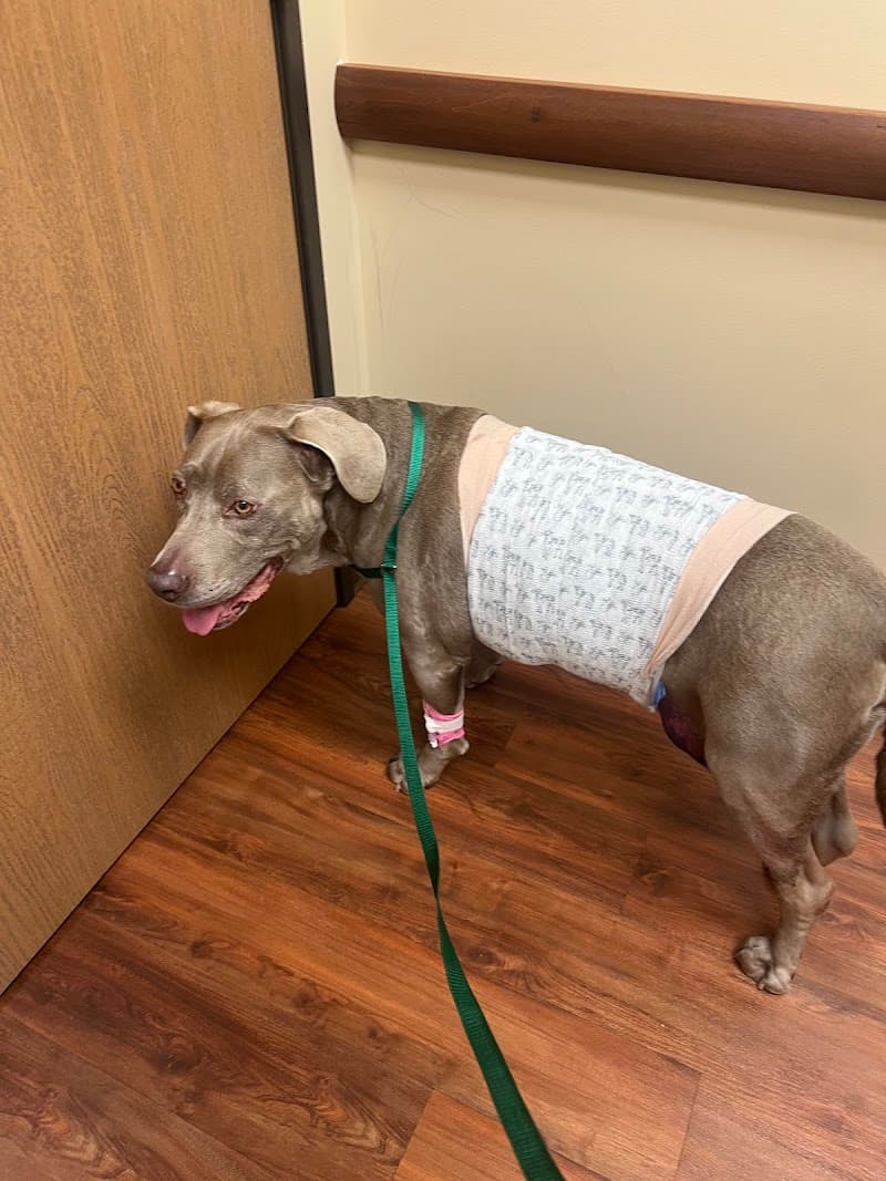 Animal Emergency Center - Rochester photo 2