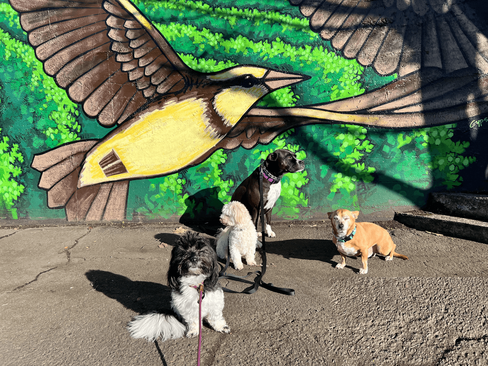 Balanced Pack K9 Training