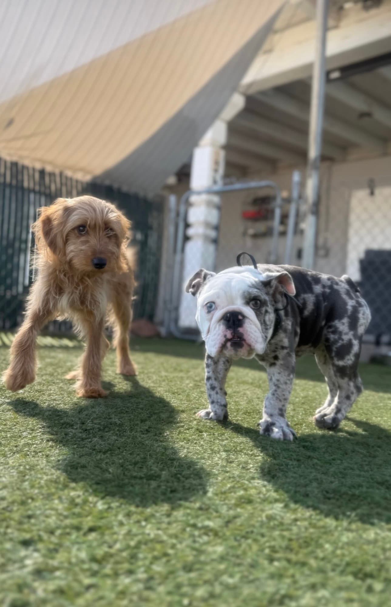 Balancing Paws Dog Training