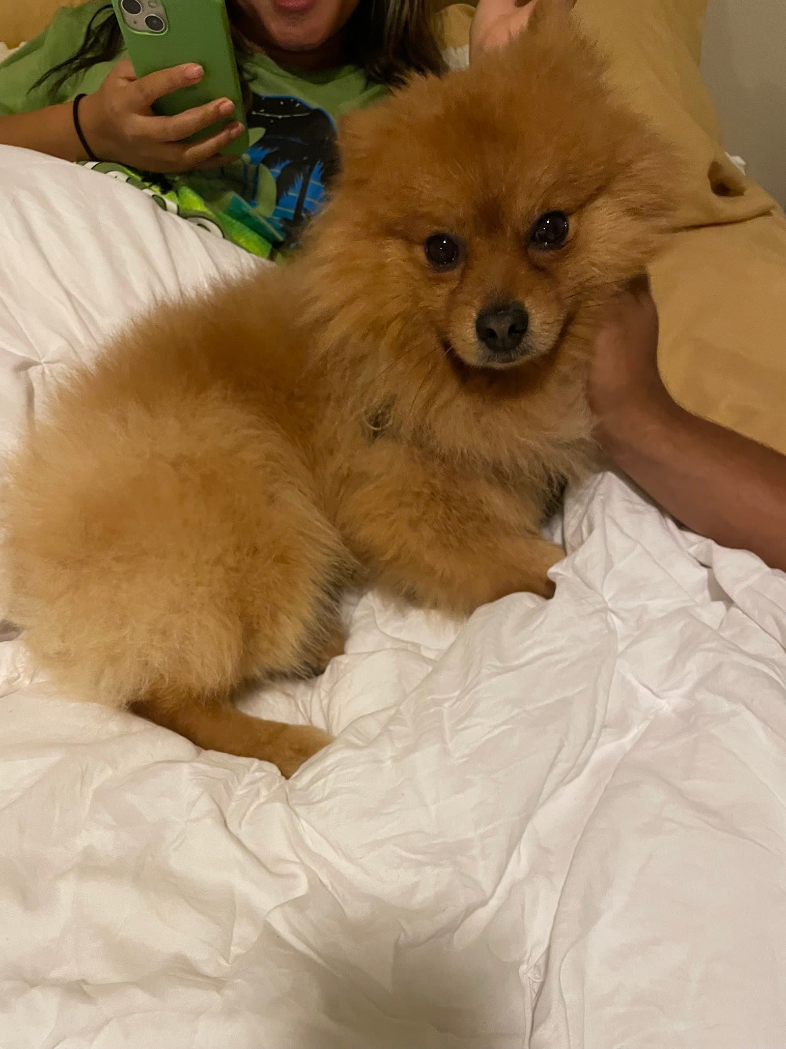 Bamboo Pet Sitting - Need A Pet Sitter