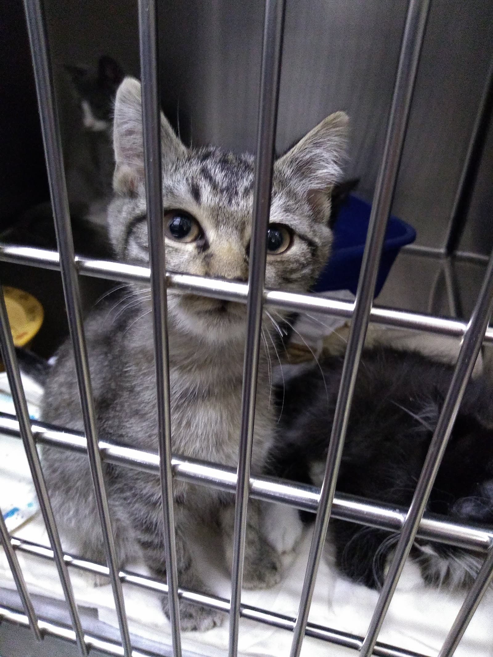 Bangor Humane Society