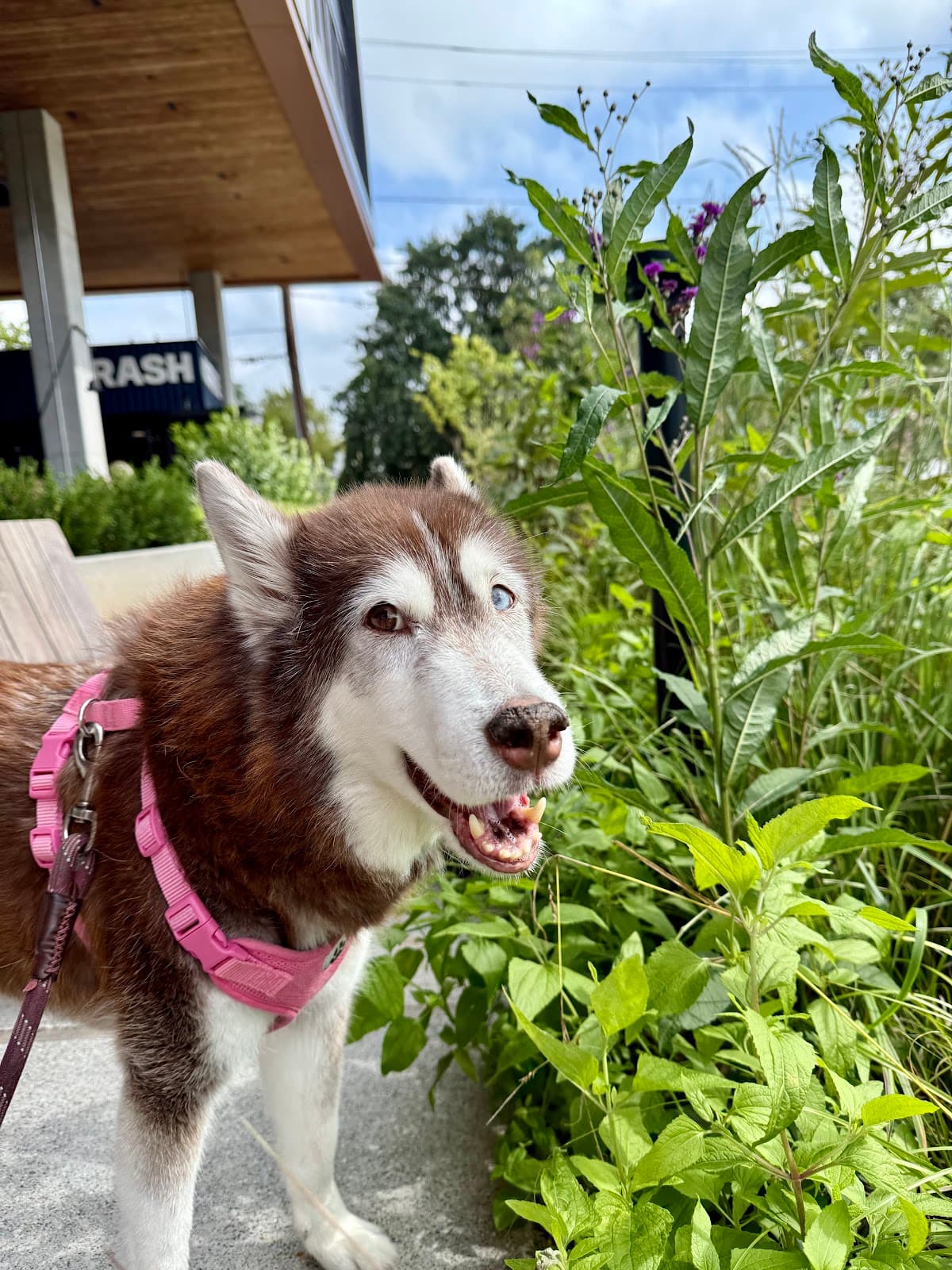 Bark and Blossom Vet Studio photo 2
