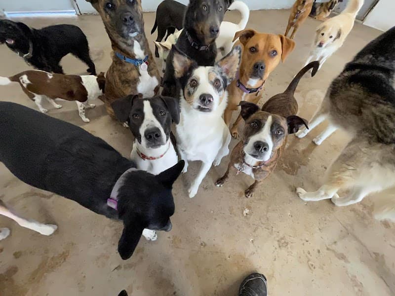 Bark and Play Denver Dog Daycare and Boarding photo 2