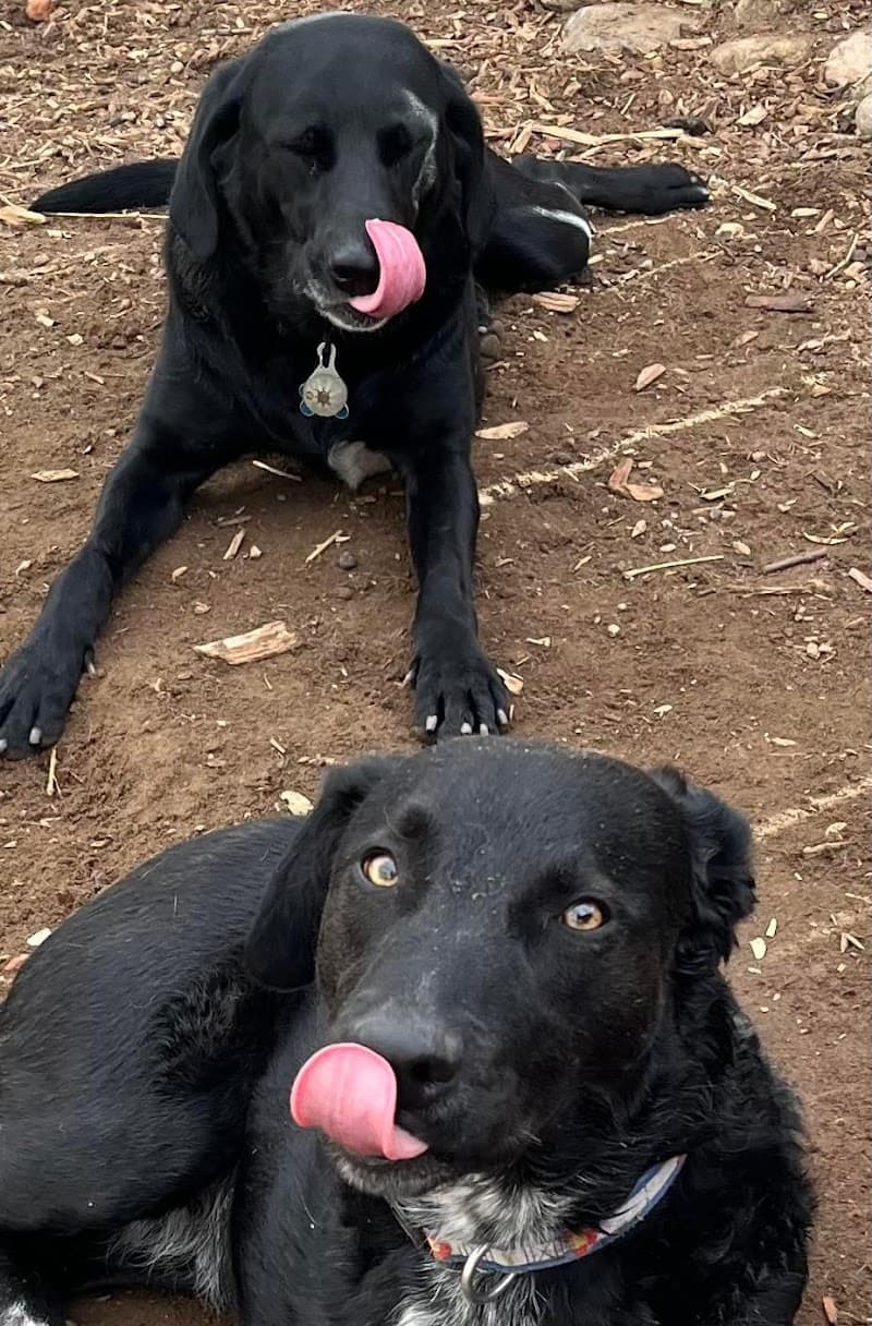 Bark and Play Denver Dog Daycare and Boarding photo 3
