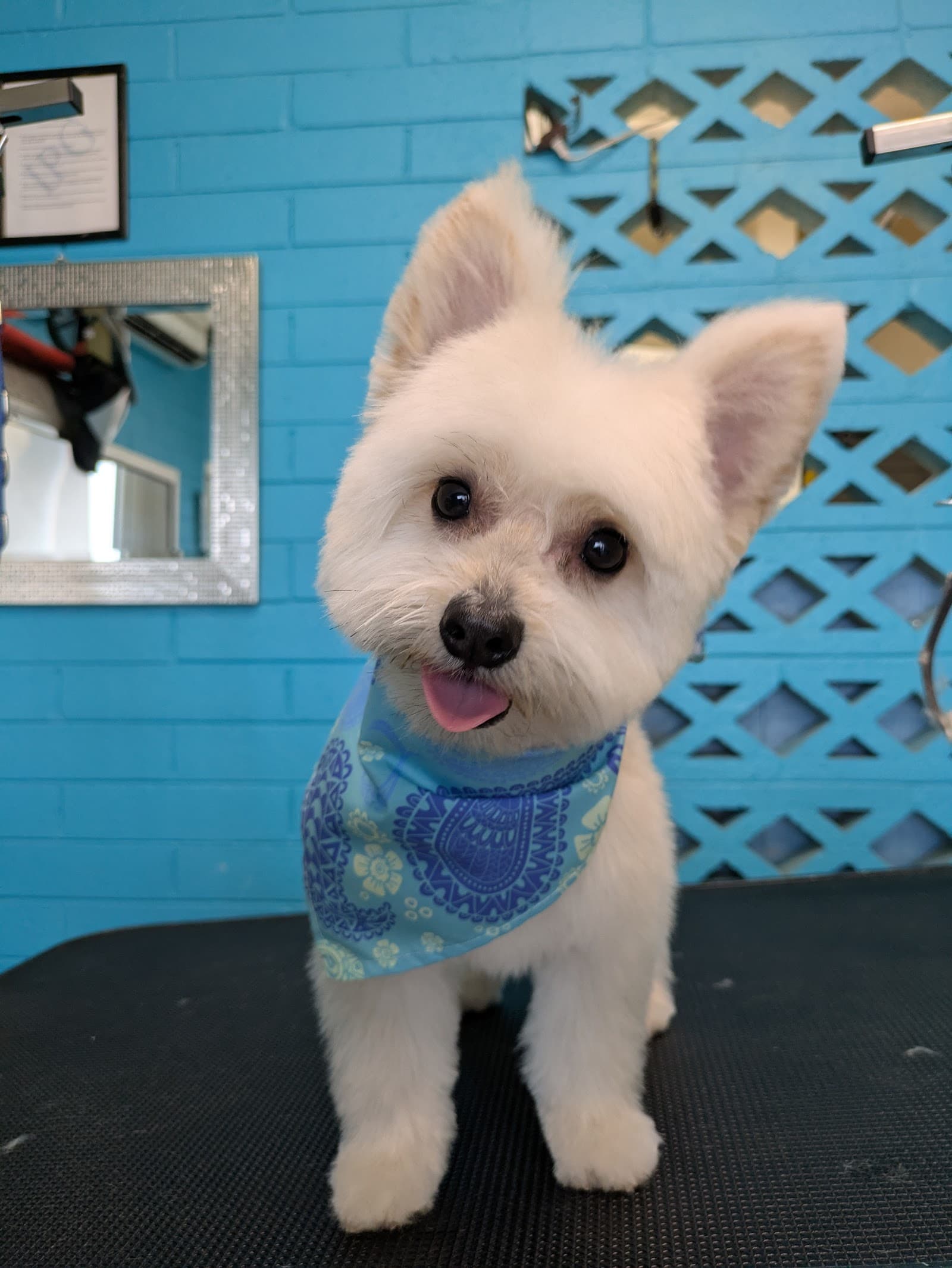 Bark & Bark Dog Grooming Salon LLC.