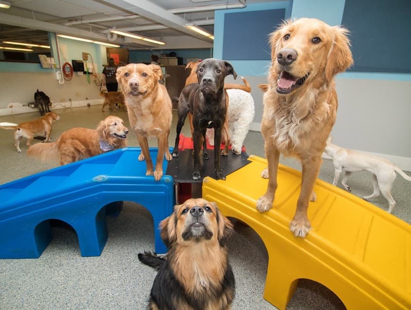 BARK! Doggie Daycare + Hotel + Spa photo 4