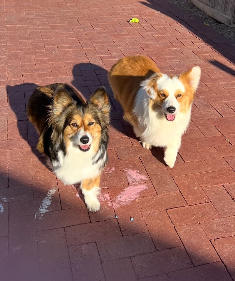 BARK! Doggie Daycare + Hotel + Spa photo 5