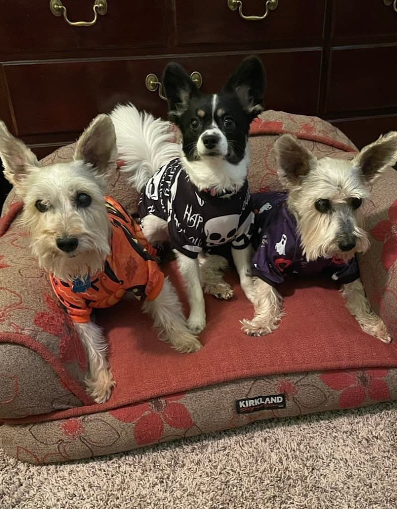 Barks and Bubbles Salon & Mobile Pet Grooming photo 2
