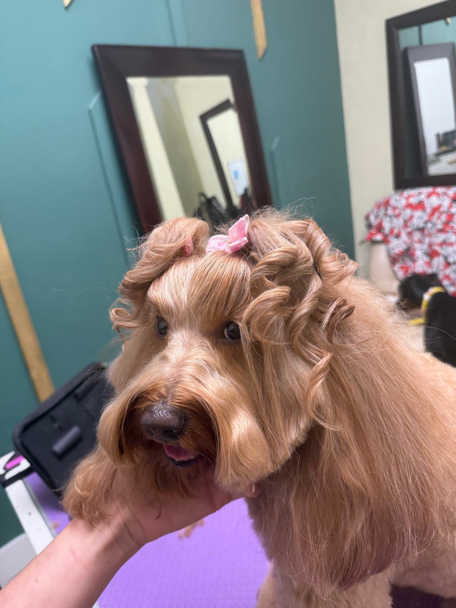 Barky lounge