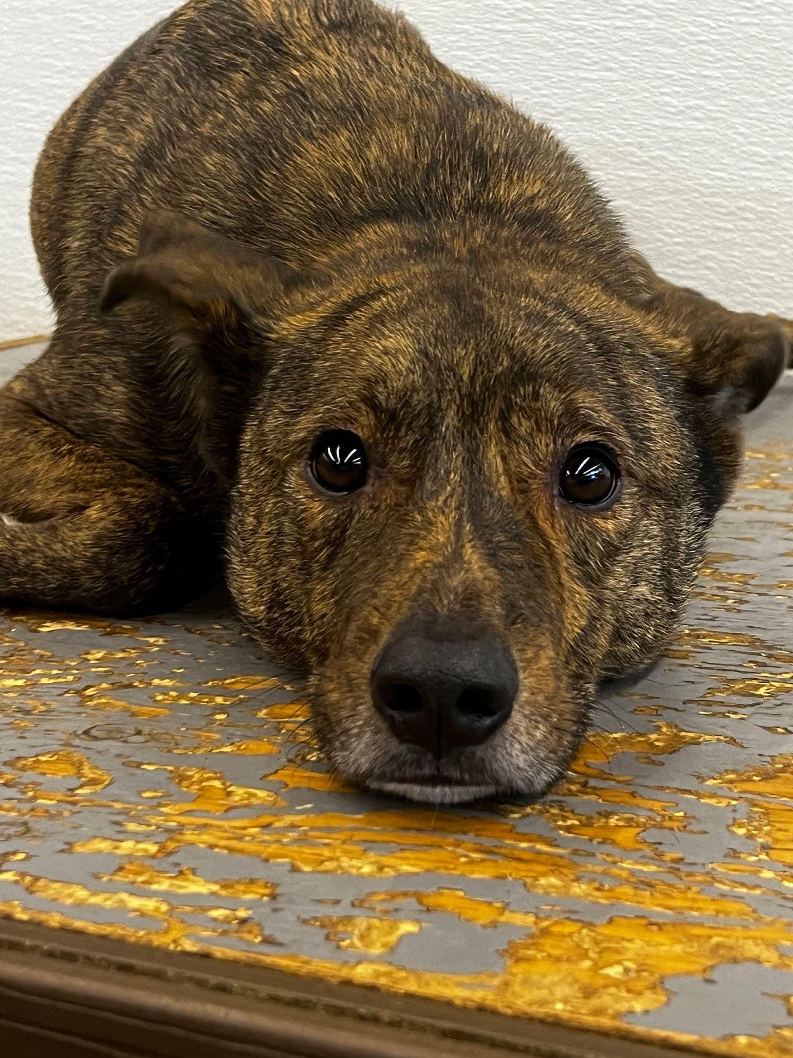 BarkZone Dog Daycare & Boarding
