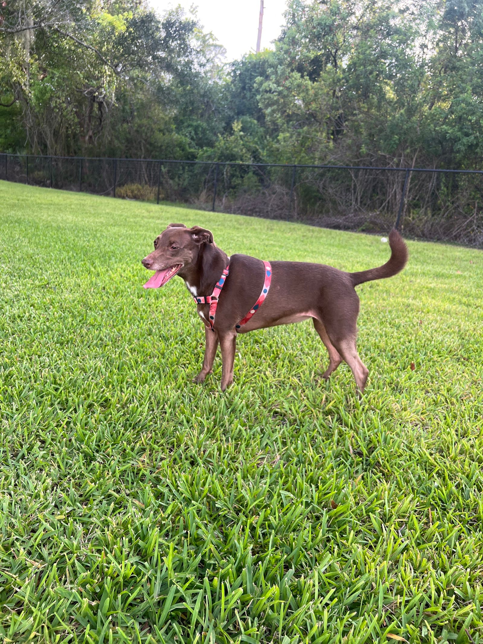 Barnett Dog park