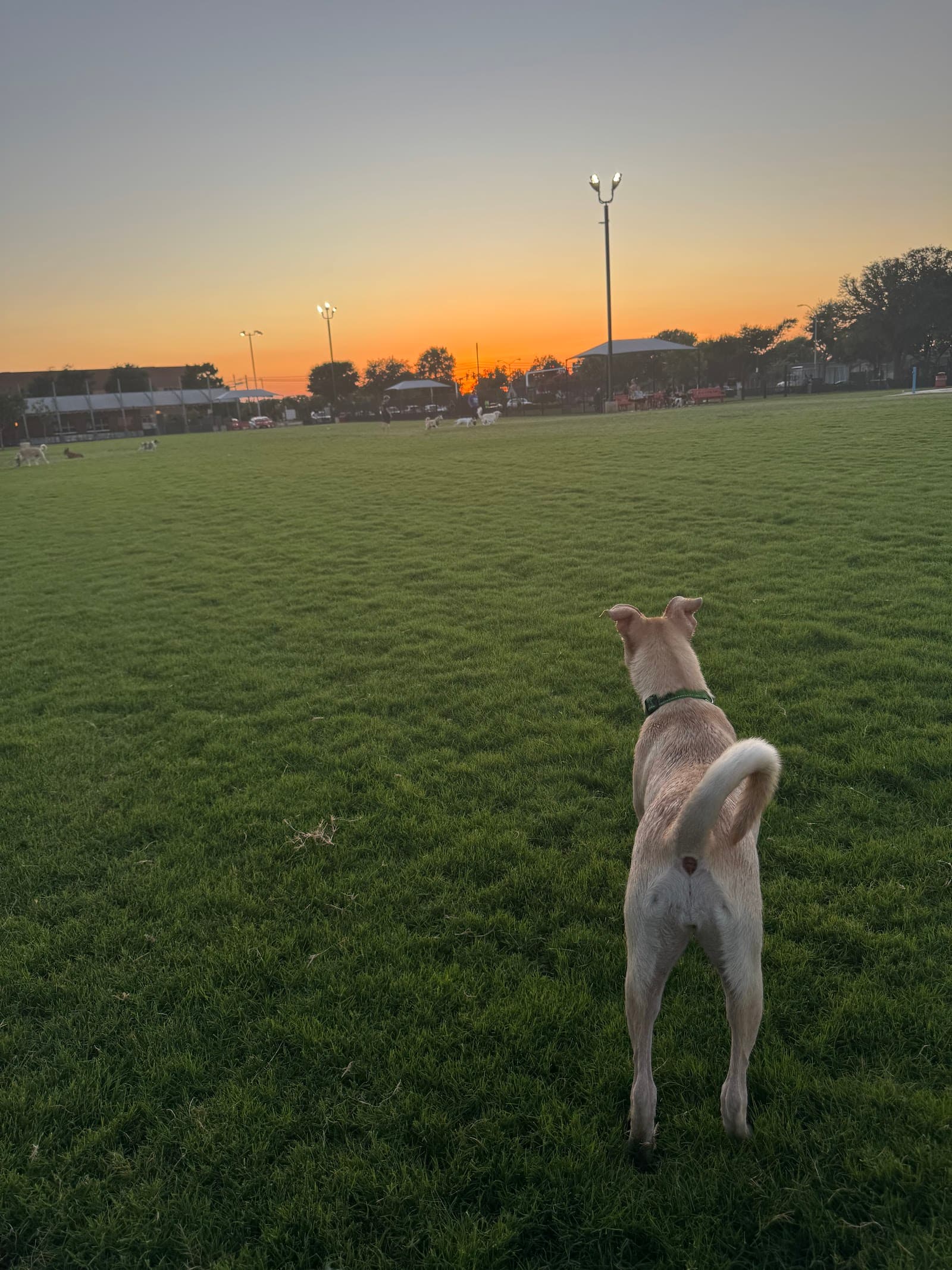 Barney Wood Bark Park