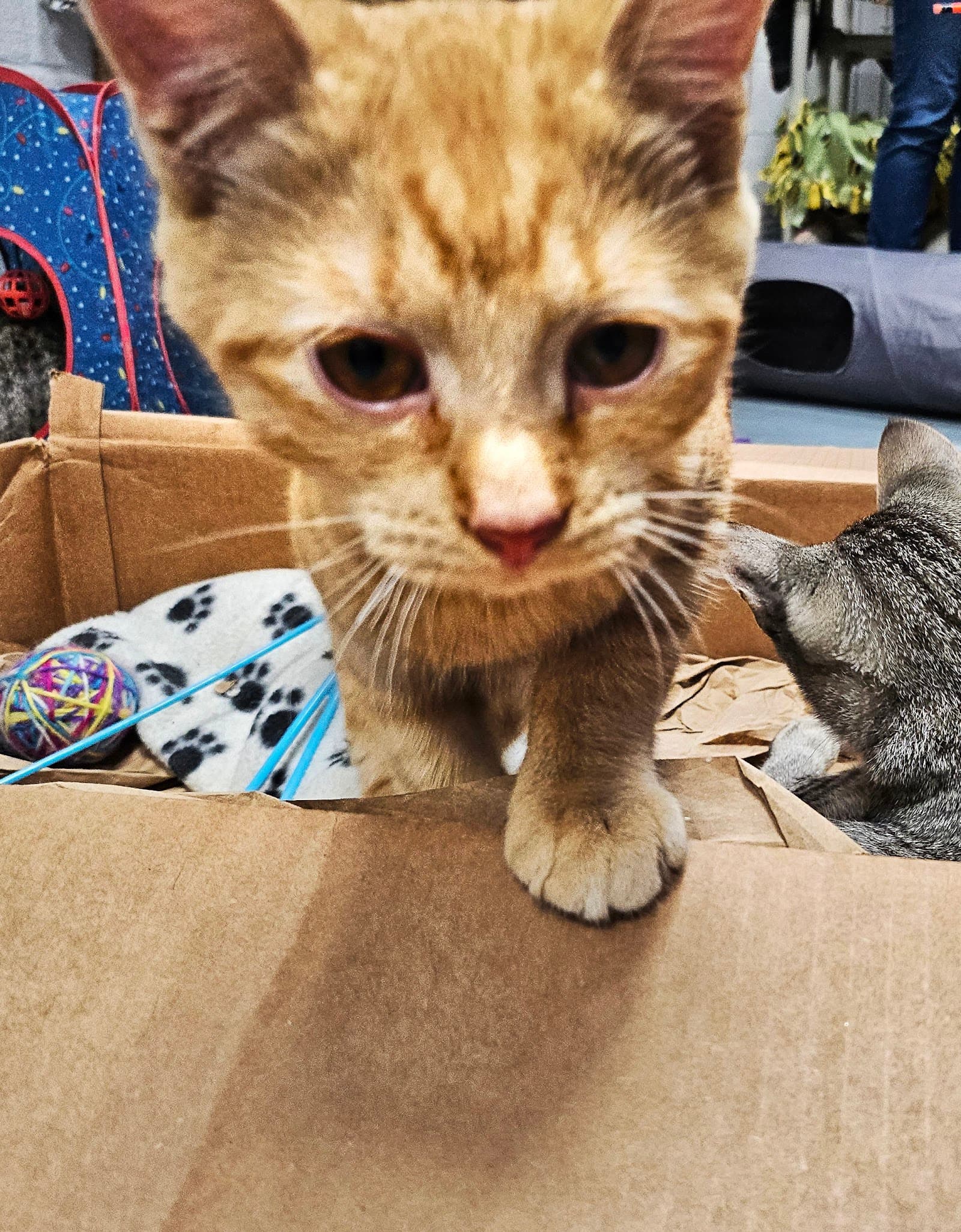 Baypath Humane Society