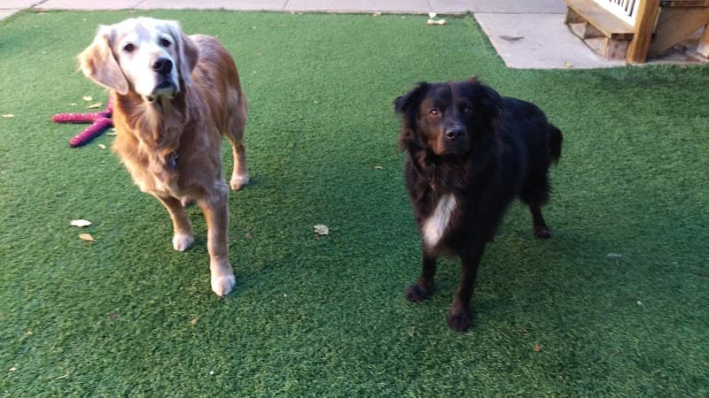 Cruisin' Canines