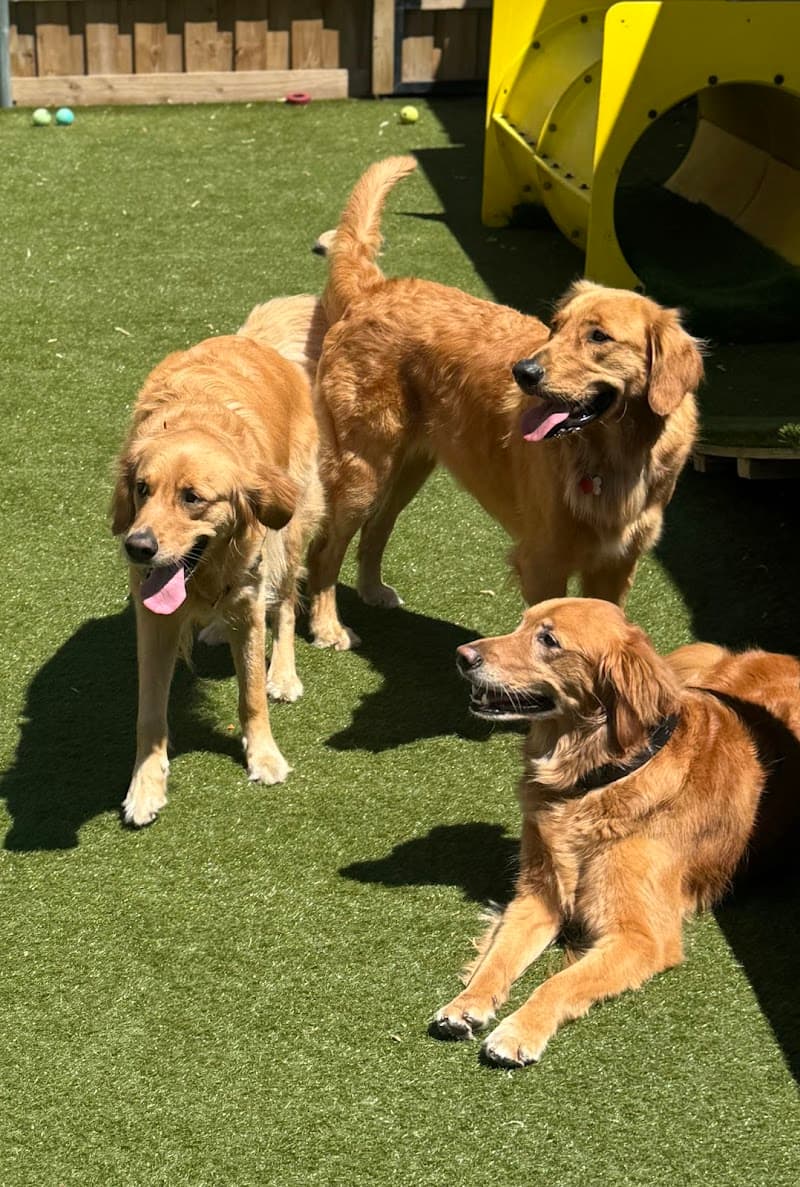 Cruisin' Canines photo 2