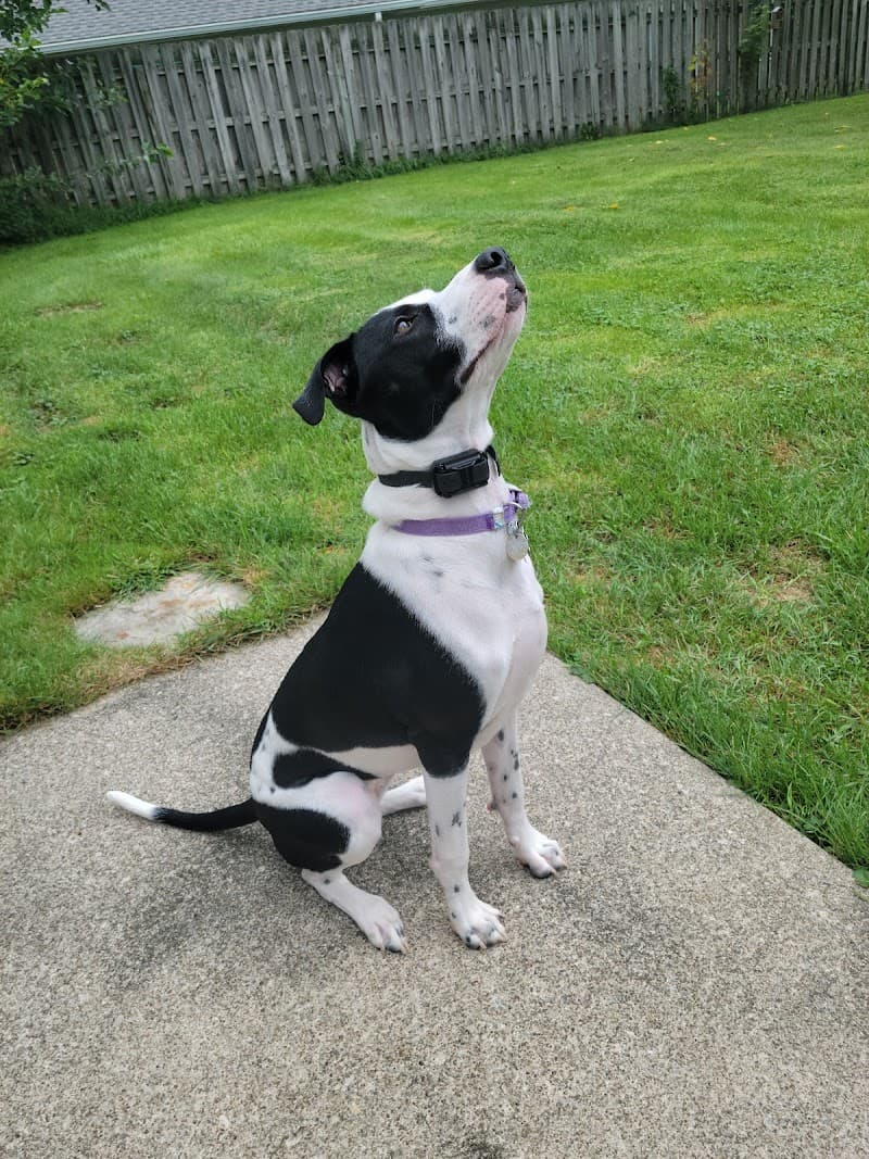 Dog Park