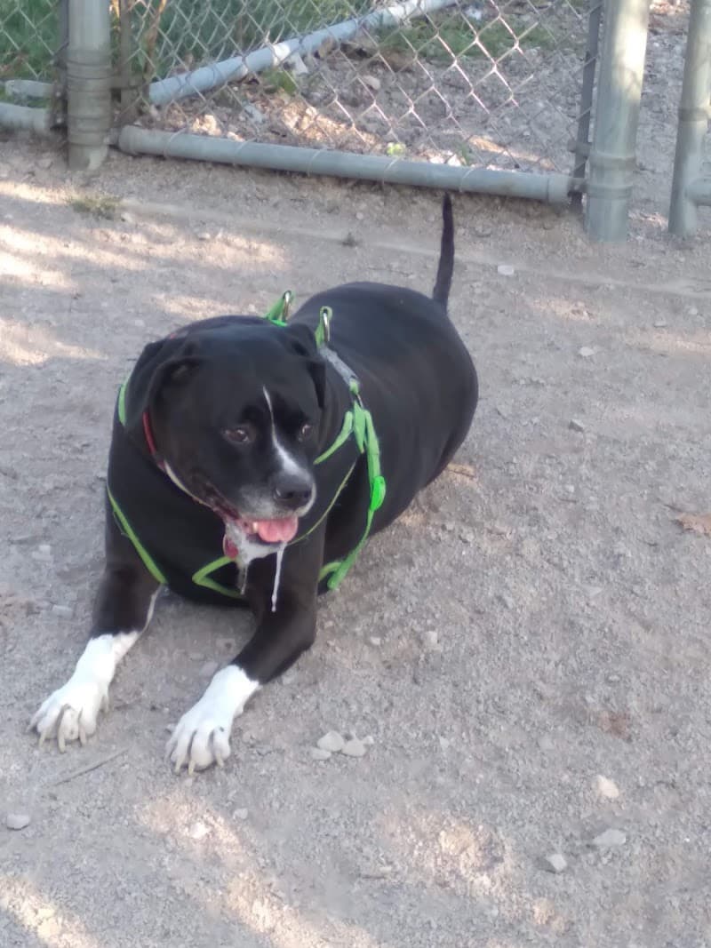 Dog Park photo 2