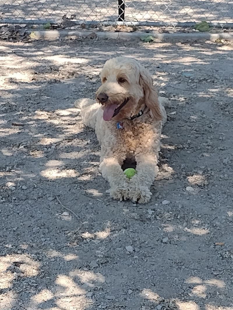 Dog Park photo 3