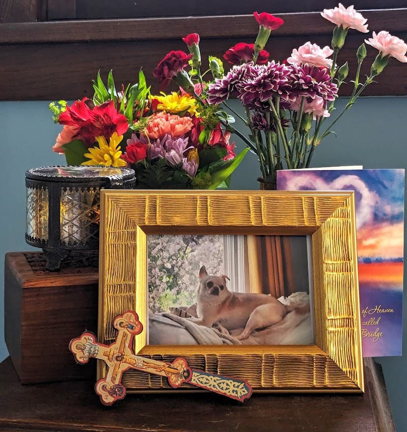 MN Pets photo 3