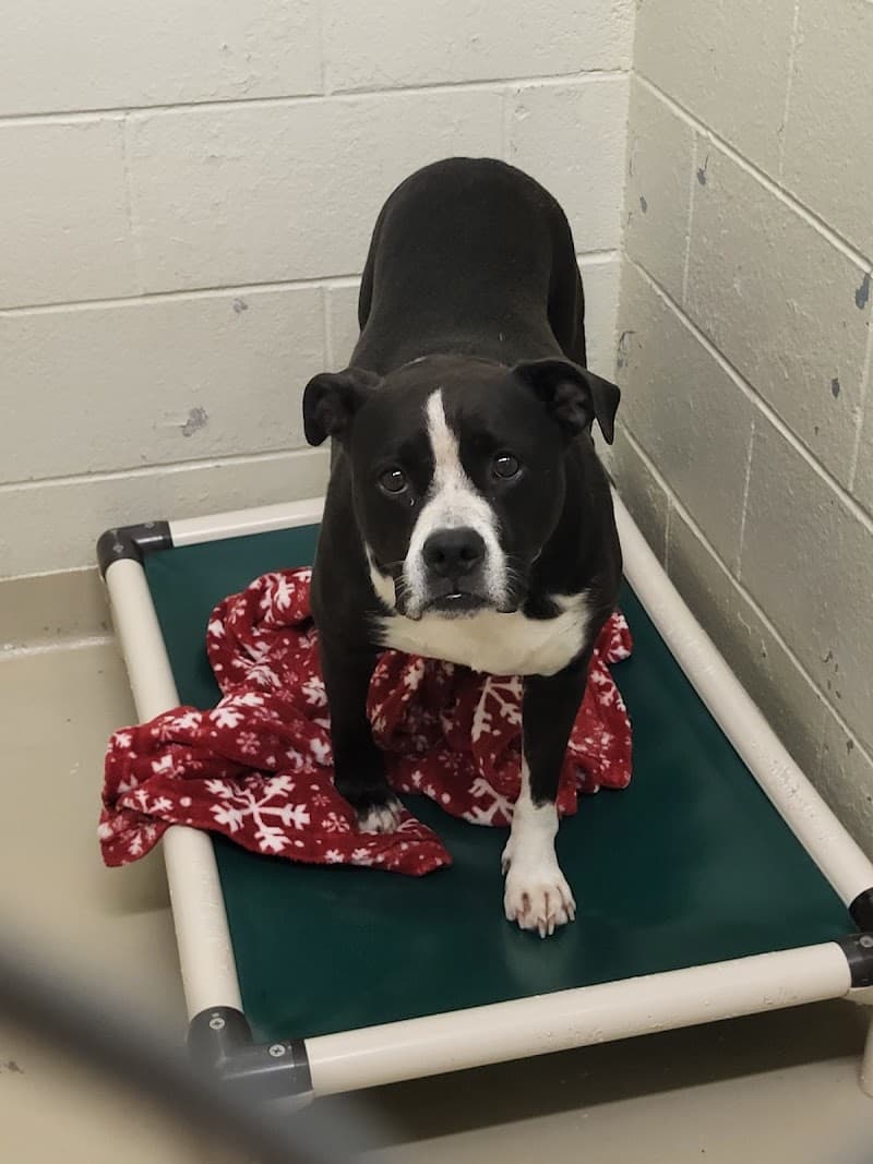 IndyHumane