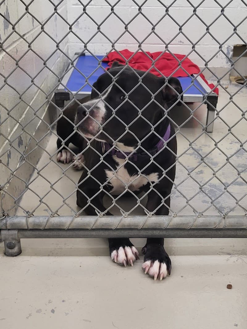 IndyHumane photo 2