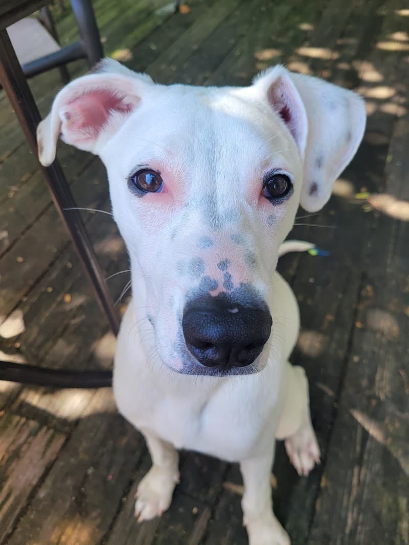 IndyHumane photo 3