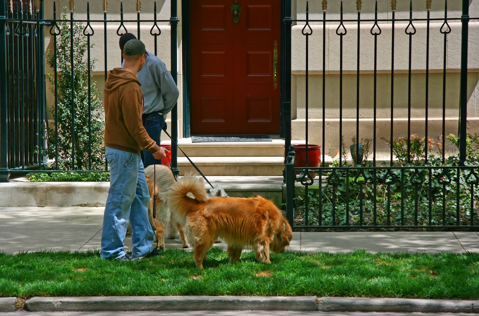 Belltown Dog Walker