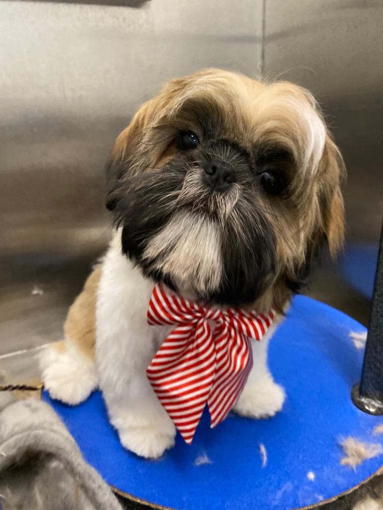Best Dog Groomers Murray Hill